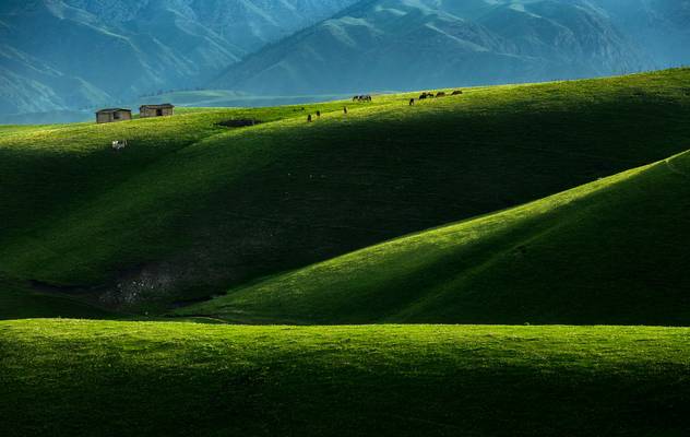 对不起，我去草原了，别再找我了……