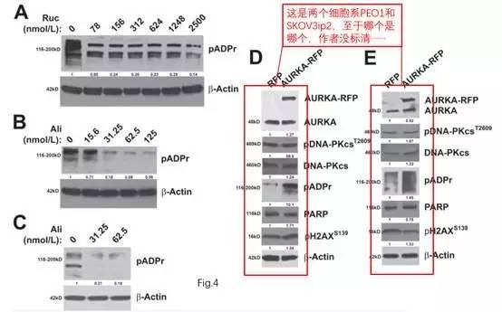 详细说明2种dna损伤修复机制,DNA损伤修复机制有什么