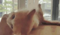 你家猫被人抓去画本子了！