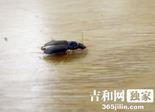 家里出现黑色小甲壳虫,房间里出现很多小小的黑色甲壳虫