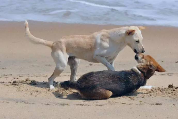 秦皇岛适合带狗去的地方,北戴河的民宿带狗的可以去吗