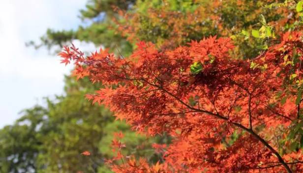 韩寒对语文的看法,韩寒对当代文学的意义