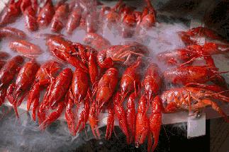 小龙虾跟火锅,火锅和小龙虾选哪个