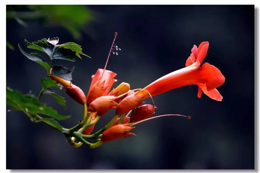 致橡树的背景音乐,致橡树表达的爱情观是什么