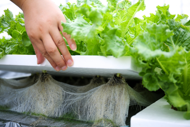 无土栽培蔬菜生产全过程,简易大棚种植无土栽培蔬菜技术