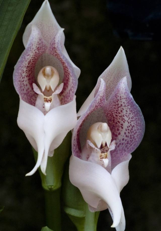 苍山珍稀兰花品种有哪些,顶级珍稀兰花品种大全视频