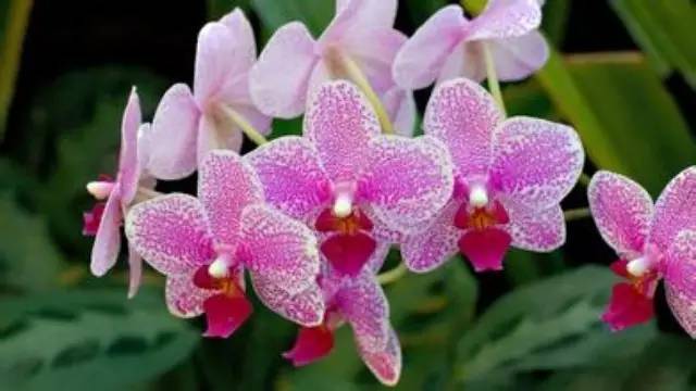 苍山珍稀兰花品种有哪些,顶级珍稀兰花品种大全视频