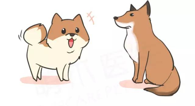 我家博美犬长得怎么样,博美犬8岁是老狗吗