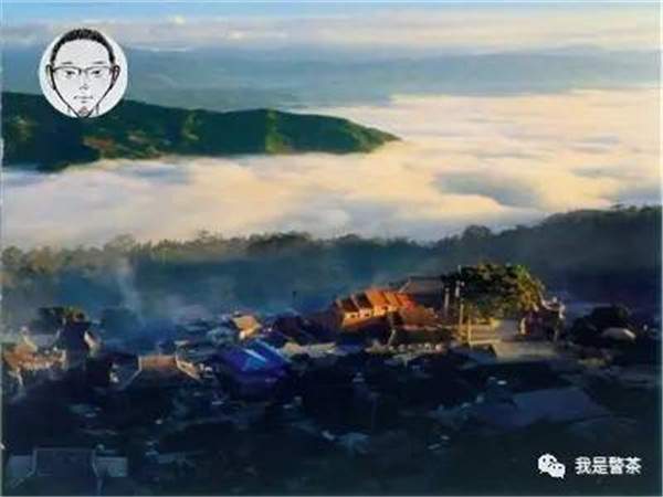 乔木古树茶与台地茶的区别,普洱古树茶台地茶鉴别方法