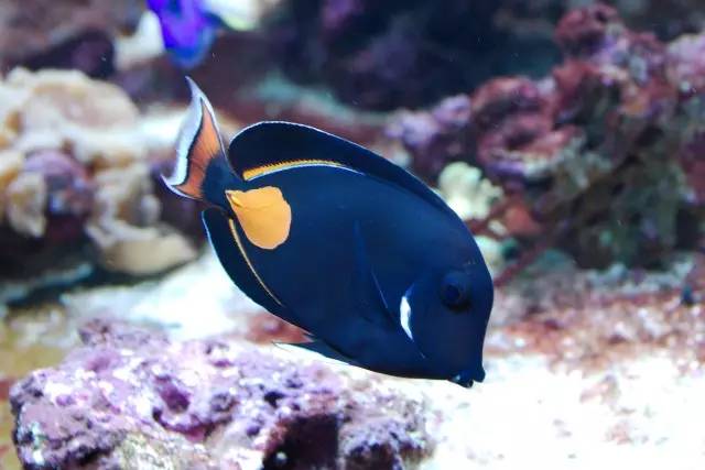 怎么驯服海王,怎么驯服魔鬼鱼