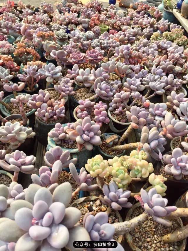 韩国的多肉为什么养得这么好,高颜值好养护的多肉