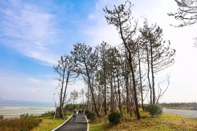写在沿黄公路韩城段开通之际｜沿黄公路：黄河岸边一条闪亮的经济带