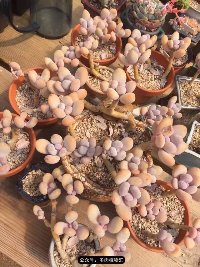韩国的多肉为什么养得这么好,高颜值好养护的多肉