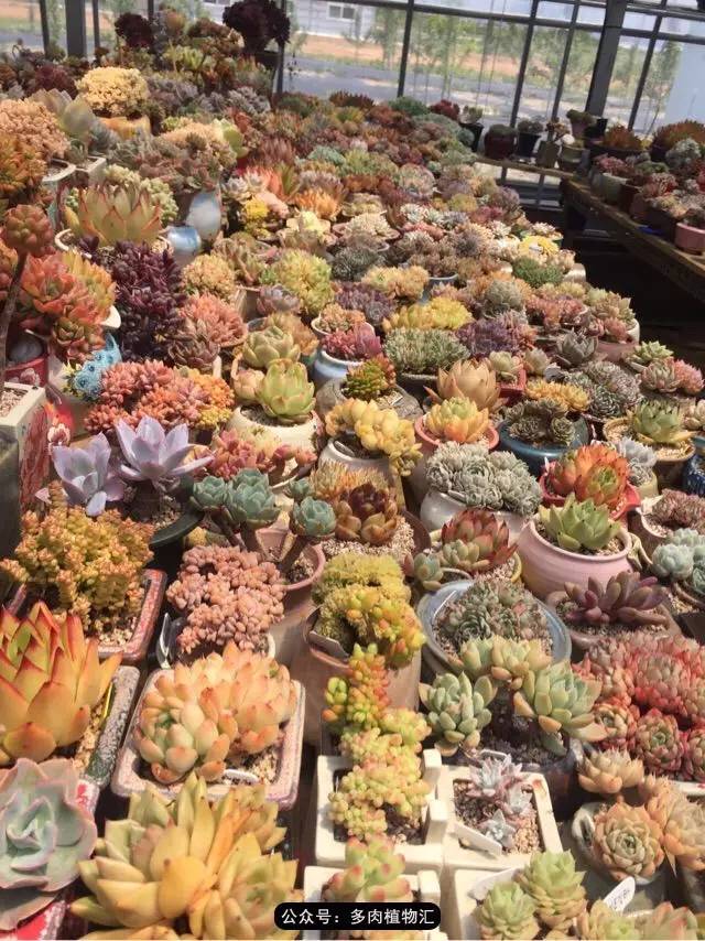 韩国的多肉为什么养得这么好,高颜值好养护的多肉