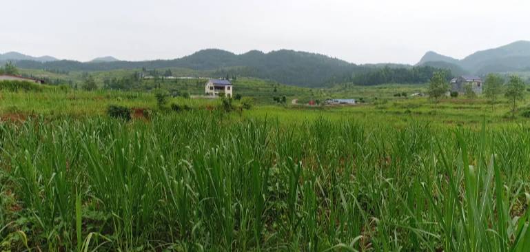 清理厕所大作战,猪粪自动清理