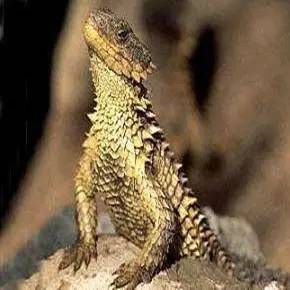 截获万花筒｜日本玳瑁、韩国金蛋、老挝蜂猴、台湾牛樟芝、非洲环尾蜥……