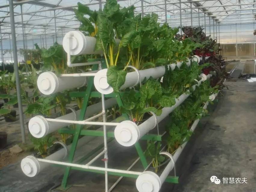 无土栽培除了水培还有什么,知农道农无土栽培实操技术