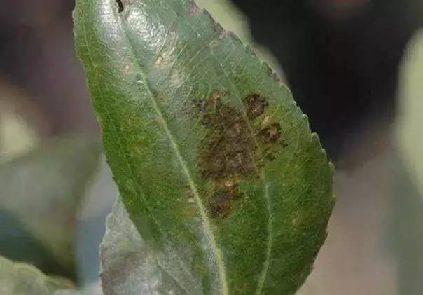 枣树的常见病虫害防治方法,枣树病虫害防治方法与技术