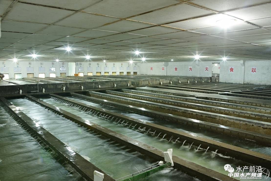鳜鱼行业,低门槛的行业面临淘汰