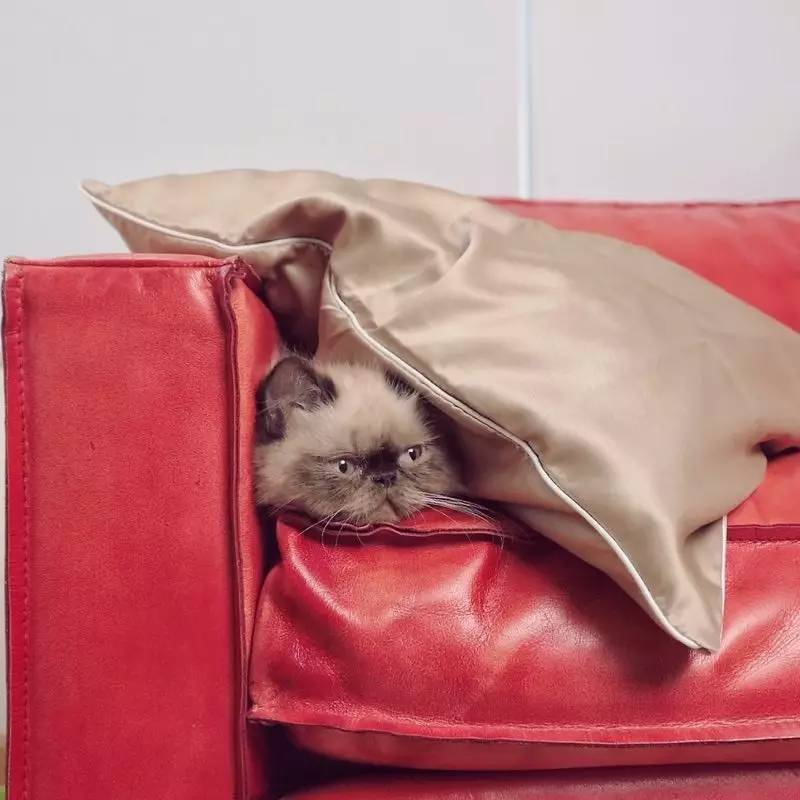 深扒杨幂胡歌,深扒杨幂20年演艺历程