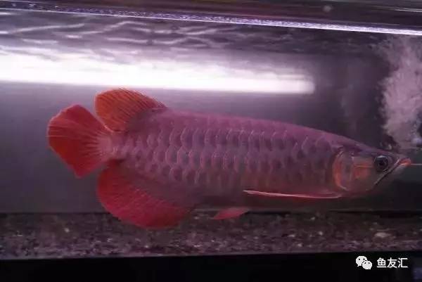 龙鱼价格为什么那么贵,日本金龙鱼多少钱