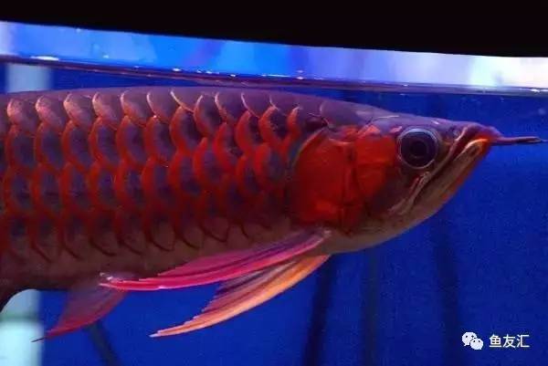 龙鱼价格为什么那么贵,日本金龙鱼多少钱