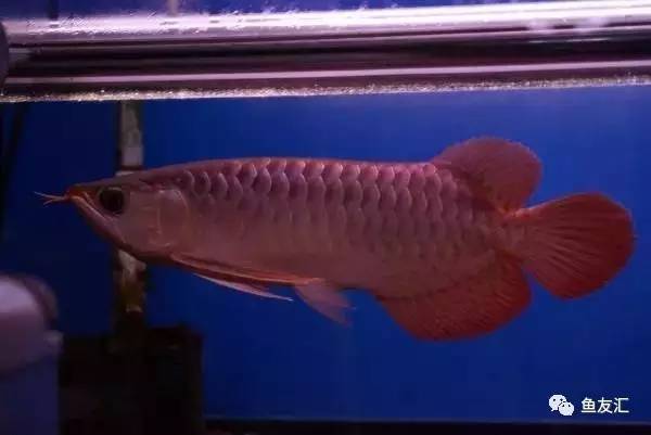 龙鱼价格为什么那么贵,日本金龙鱼多少钱