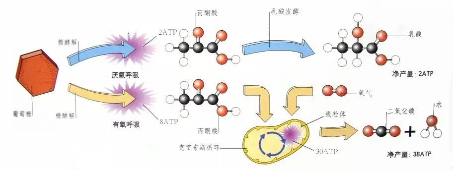 自然疗法治脱发,自然卷脱发能自愈吗