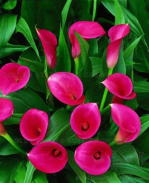 彩色马蹄莲花养殖注意事项,彩色马蹄莲养了三年为啥不开花