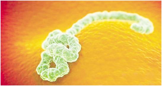 战狼2中的拉莫拉病毒，曾险些成为*教邪**的生化*器武**！