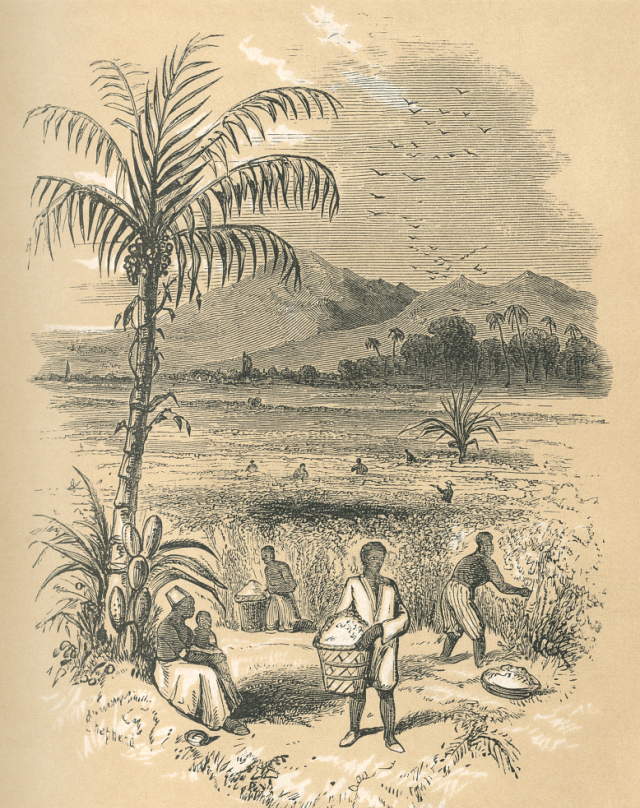 荐读｜印第安文明、黄金、废除奴隶制、经济奇迹，“足球王国”巴西不止这么简单！