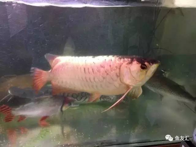 超变态的捕鱼达人,高密度大型猛鱼