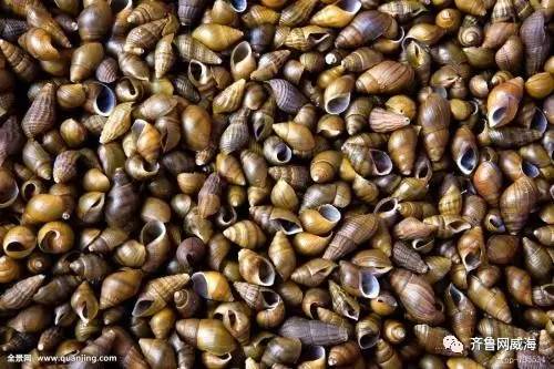 开海哪里的海鲜最便宜,威海开海适合买什么海鲜