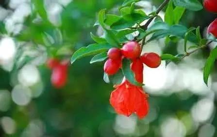 石榴甘甜多汁的原因有哪些,石榴颗粒饱满鲜美多汁