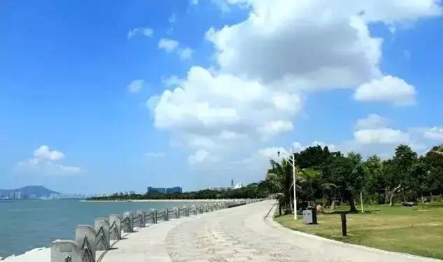 深圳最美丽花海,深圳发现的花海