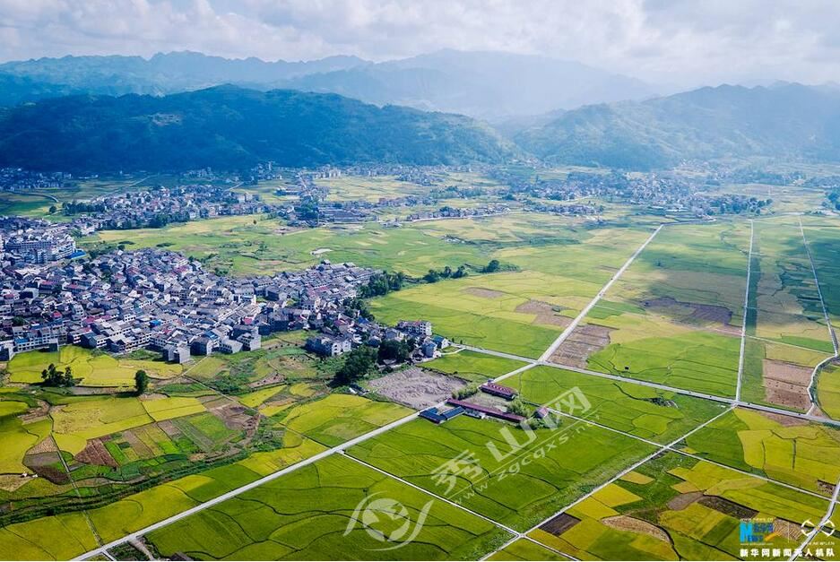 成熟水稻田丰收视频,高山梯田水稻收割视频