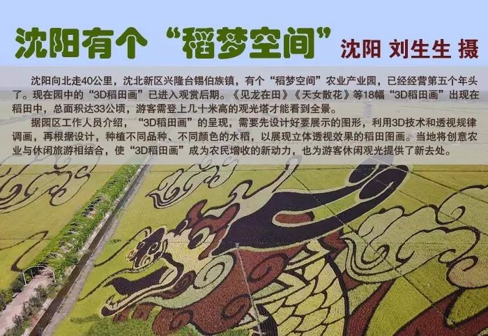 沈阳稻梦空间稻田,沈阳稻梦空间