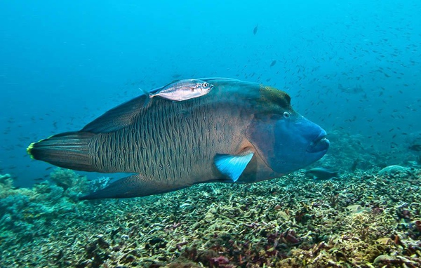从入门级到朝圣级，职业潜水教练告诉你船宿该怎么选