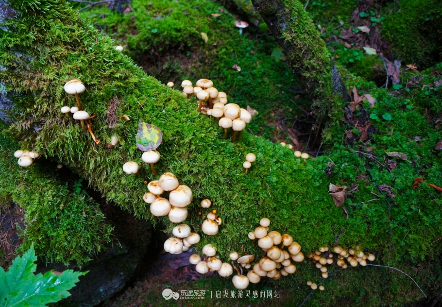 火山口探秘完整视频,镜泊湖火山口免费景点