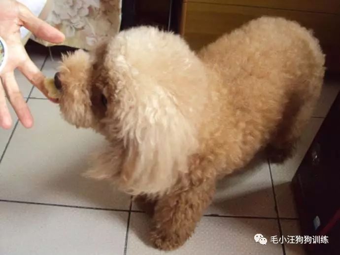 小泰迪第一次外出,小泰迪到新家