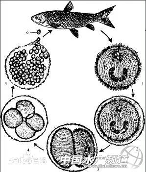 传染疾病的防治措施,白点病会传染给人吗