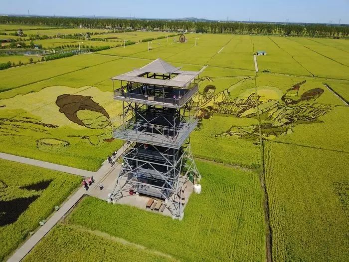 沈阳稻梦空间稻田,沈阳稻梦空间