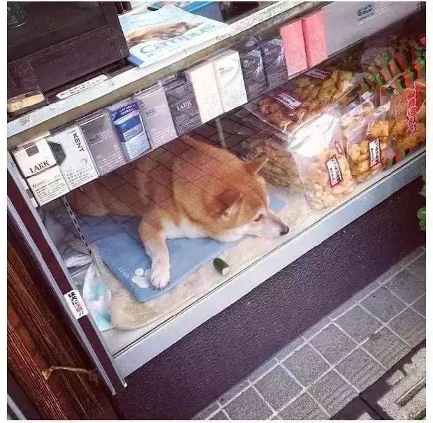 狗狗当老板有模有样,狗狗开店当老板