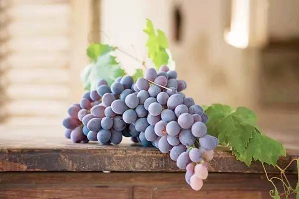 吃葡萄对眼睛有什么好处和坏处,吃葡萄柚子有什么好处和坏处