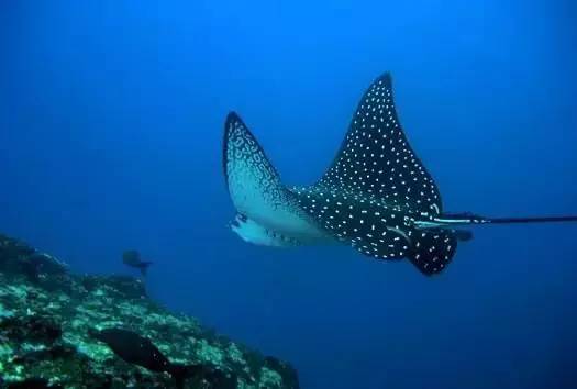 船宿潜水要什么水平,从零开始的潜水教练