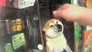 狗狗当超市的老板,狗狗当销售部老总