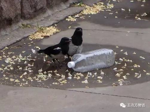 七夕节专属动物,七夕节有什么物种