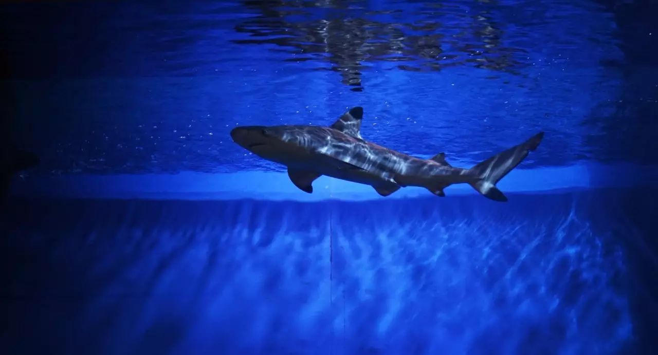 水与水，米与酒｜外滩六号，东京和食