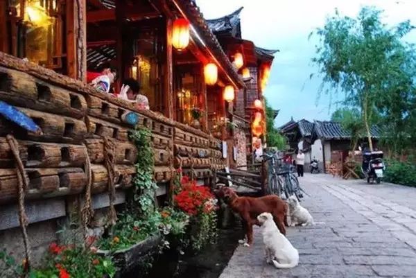 狗狗当老板有模有样,狗狗开店当老板