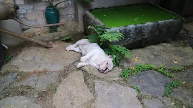 柳州这9家有格调的民宿,广西最奇特的民宿